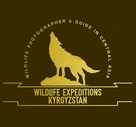 WILDLIFE PHOTOGRAPHER & GUIDE IN CENTRAL ASIA